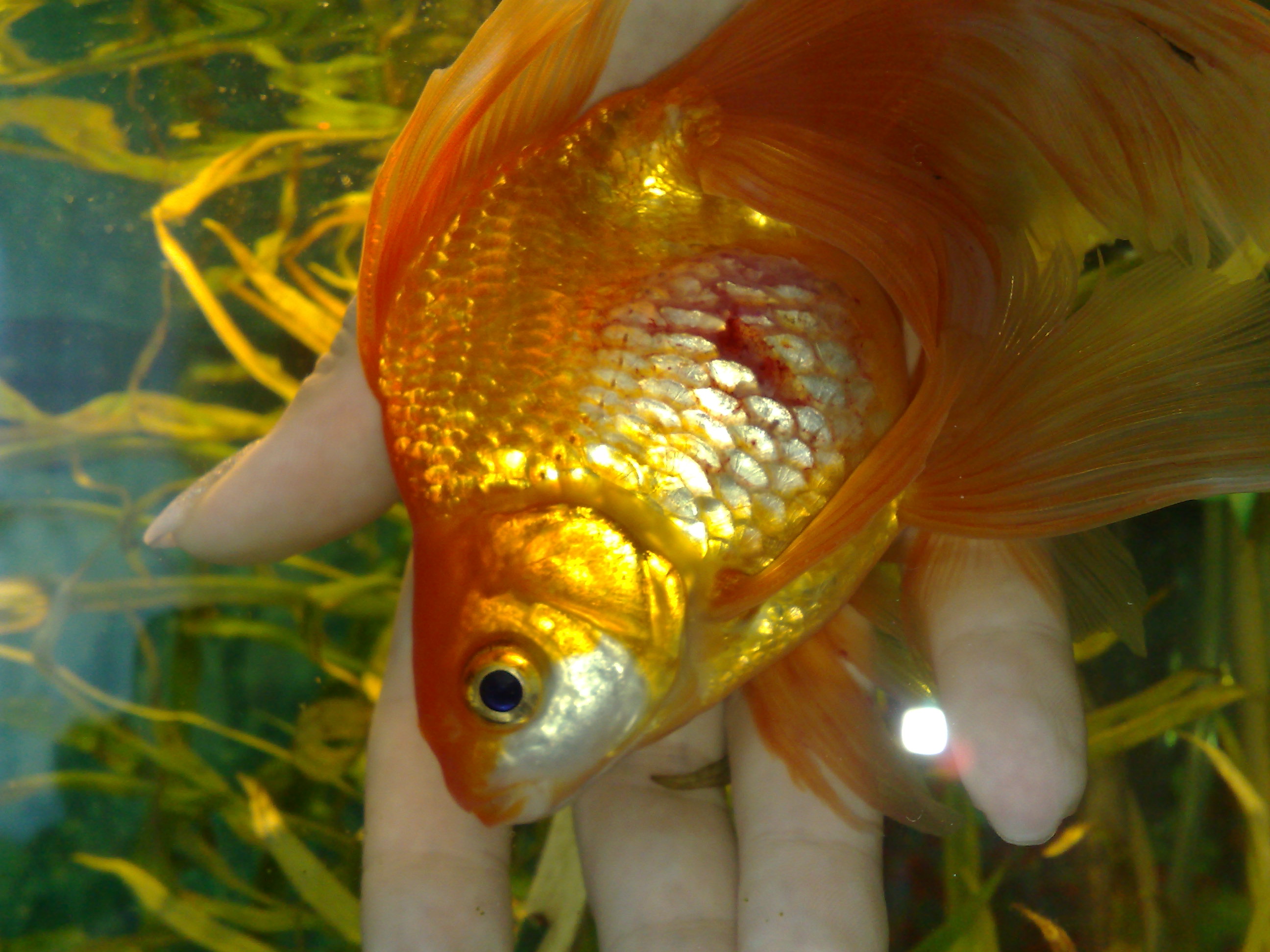 Золотая рыбка правильно. Барбус вуалехвост. Золотушка рыбка аквариумная. Гиродактилез аквариумных рыбок. Аэромоноз аквариумных рыбок.