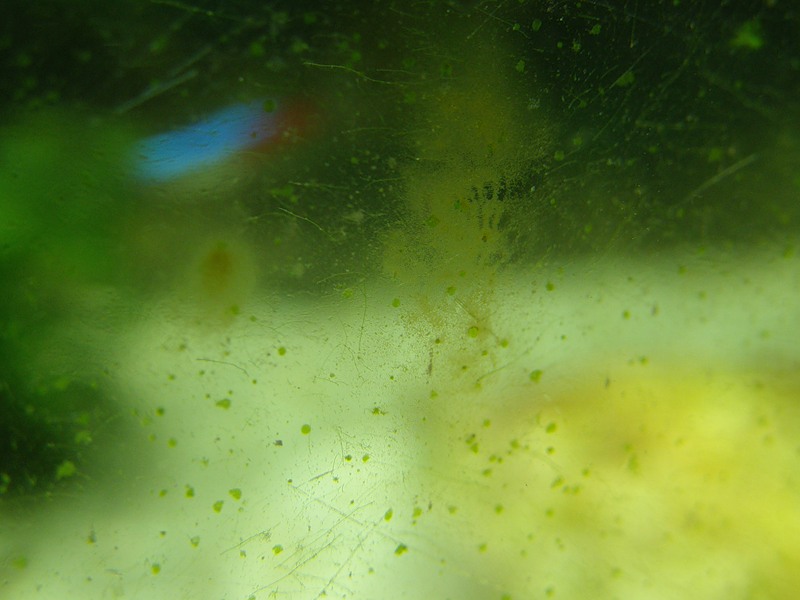 Почему на стенках аквариума. Водоросль Ксенококус. Водоросли Ксенококус в аквариуме. Водоросли на стекле аквариума. Зелёные точки на стекле аквариума.
